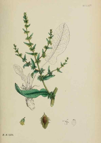 Reproducción/Reproduction 48753586058: English botany, or, Coloured figures of British plants /. London :R. Hardwicke,1863-1886.. 