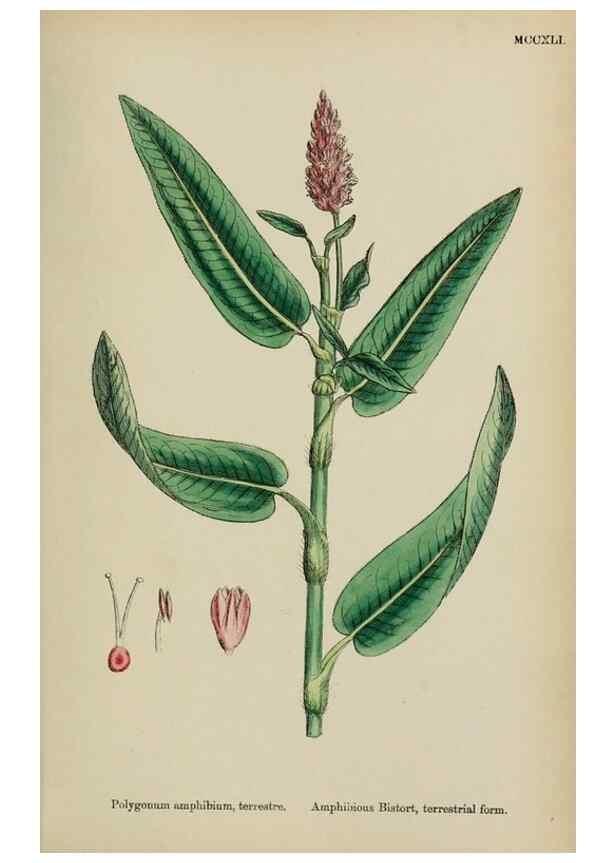 Reproducción/Reproduction 48753923731: English botany, or, Coloured figures of British plants /. London :R. Hardwicke,1863-1886.. 