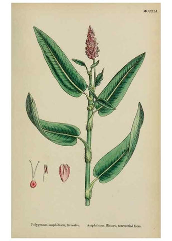 Reproducción/Reproduction 48753923731: English botany, or, Coloured figures of British plants /. London :R. Hardwicke,1863-1886.. 