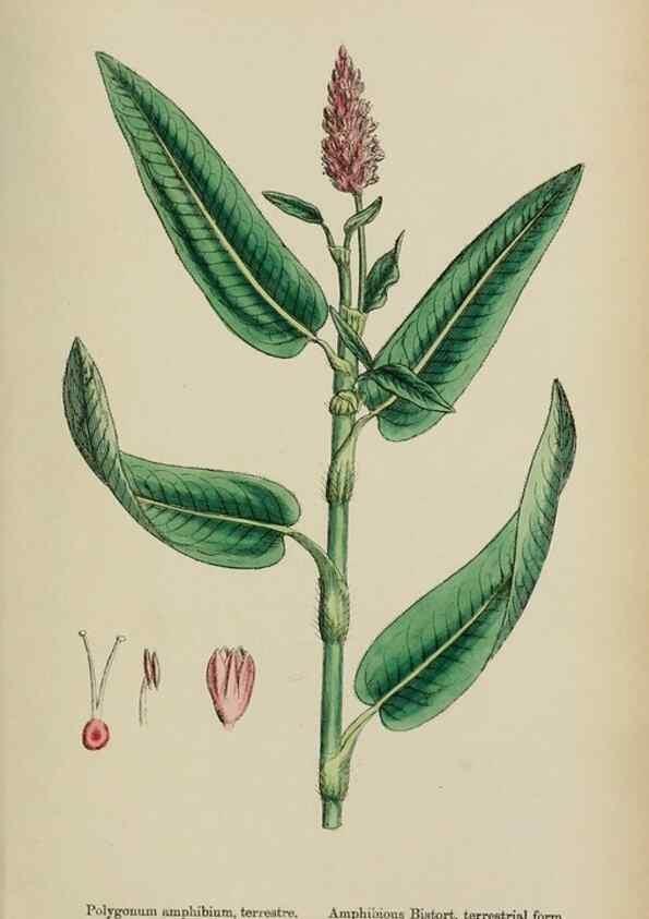 Reproducción/Reproduction 48753923731: English botany, or, Coloured figures of British plants /. London :R. Hardwicke,1863-1886.. 