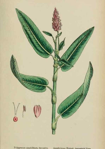 Reproducción/Reproduction 48753923731: English botany, or, Coloured figures of British plants /. London :R. Hardwicke,1863-1886.. 