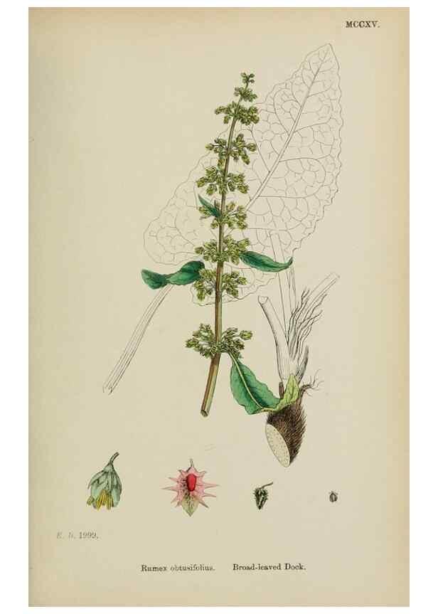 Reproducción/Reproduction 48753586243: English botany, or, Coloured figures of British plants /. London :R. Hardwicke,1863-1886.. 