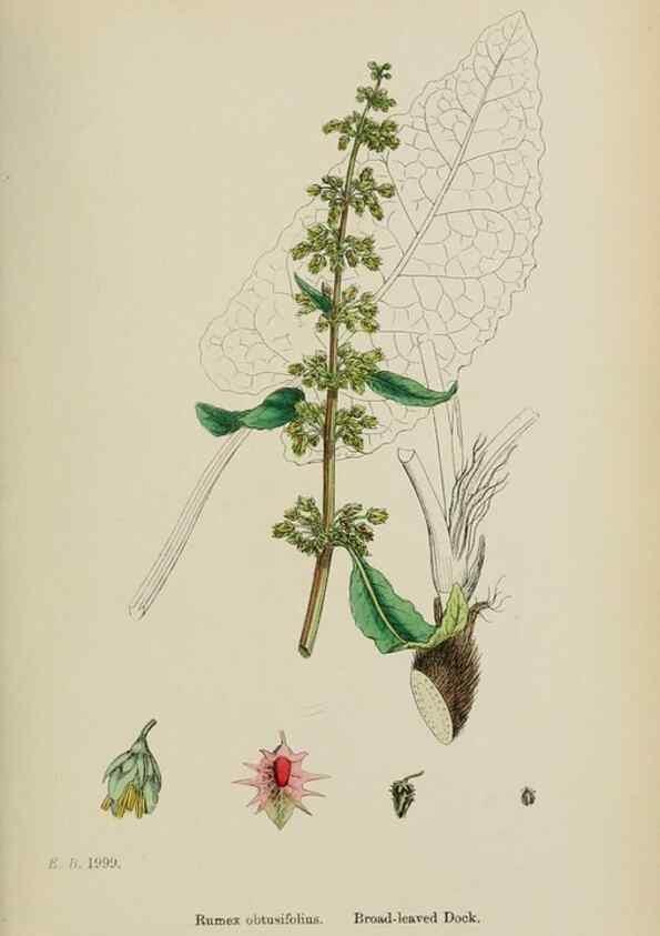 Reproducción/Reproduction 48753586243: English botany, or, Coloured figures of British plants /. London :R. Hardwicke,1863-1886.. 
