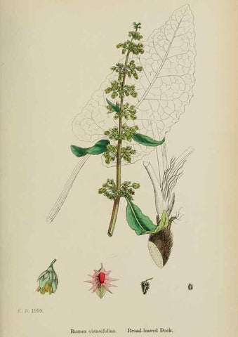 Reproducción/Reproduction 48753586243: English botany, or, Coloured figures of British plants /. London :R. Hardwicke,1863-1886.. 