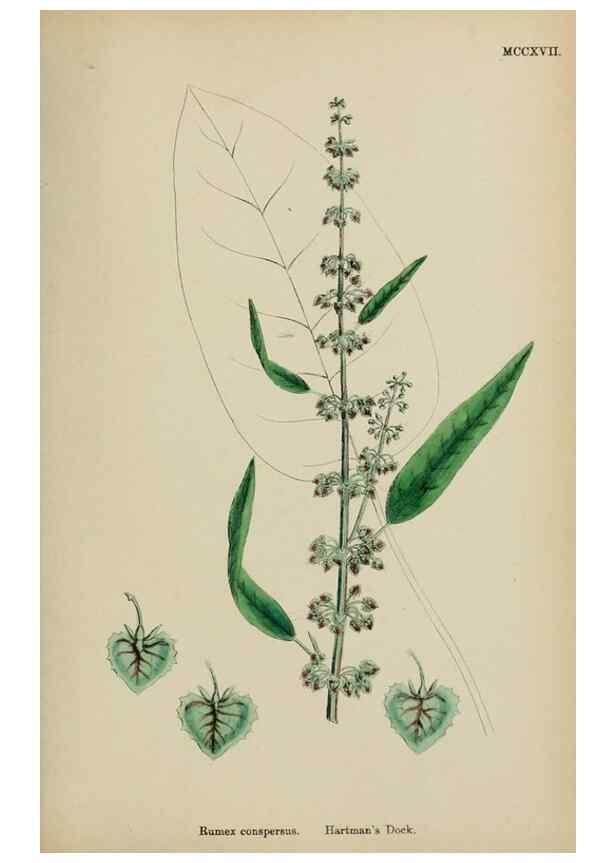Reproducción/Reproduction 48753911221: English botany, or, Coloured figures of British plants /. London :R. Hardwicke,1863-1886.. 