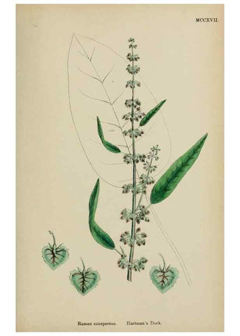 Reproducción/Reproduction 48753911221: English botany, or, Coloured figures of British plants /. London :R. Hardwicke,1863-1886.. 
