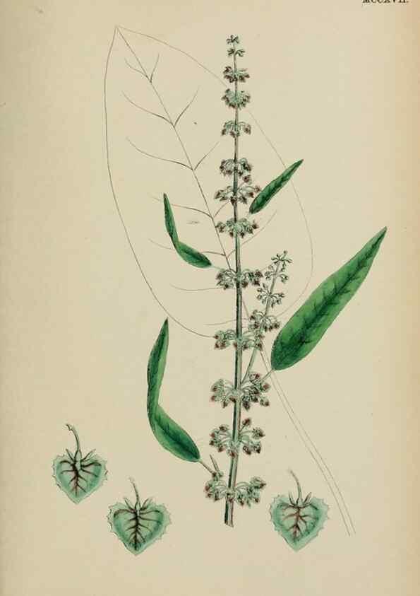 Reproducción/Reproduction 48753911221: English botany, or, Coloured figures of British plants /. London :R. Hardwicke,1863-1886.. 