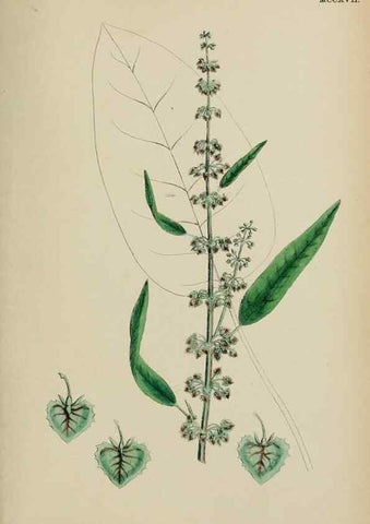 Reproducción/Reproduction 48753911221: English botany, or, Coloured figures of British plants /. London :R. Hardwicke,1863-1886.. 