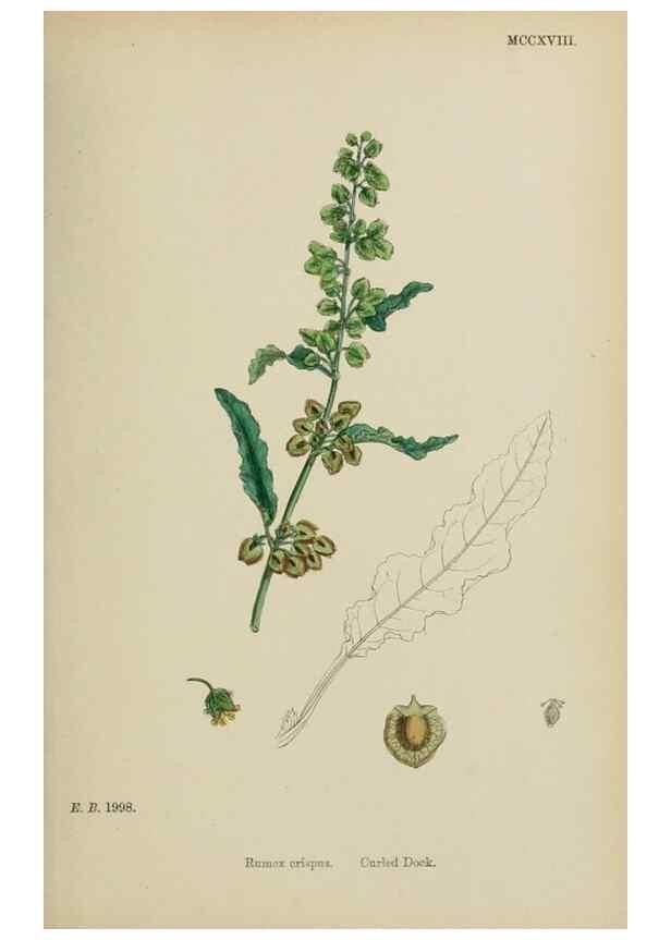 Reproducción/Reproduction 48753911516: English botany, or, Coloured figures of British plants /. London :R. Hardwicke,1863-1886.. 
