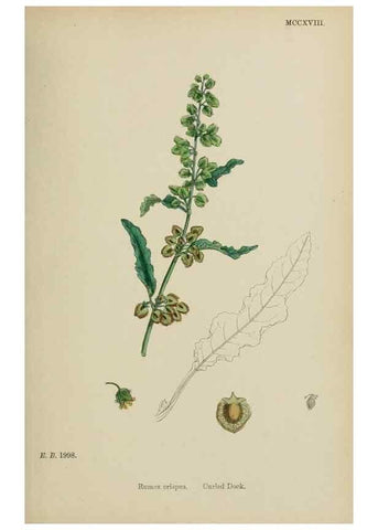 Reproducción/Reproduction 48753911516: English botany, or, Coloured figures of British plants /. London :R. Hardwicke,1863-1886.. 