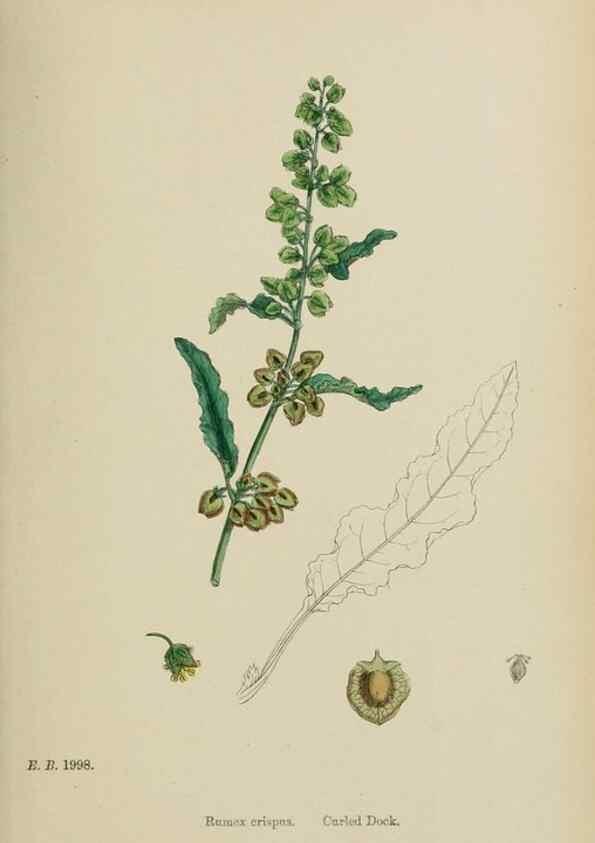 Reproducción/Reproduction 48753911516: English botany, or, Coloured figures of British plants /. London :R. Hardwicke,1863-1886.. 