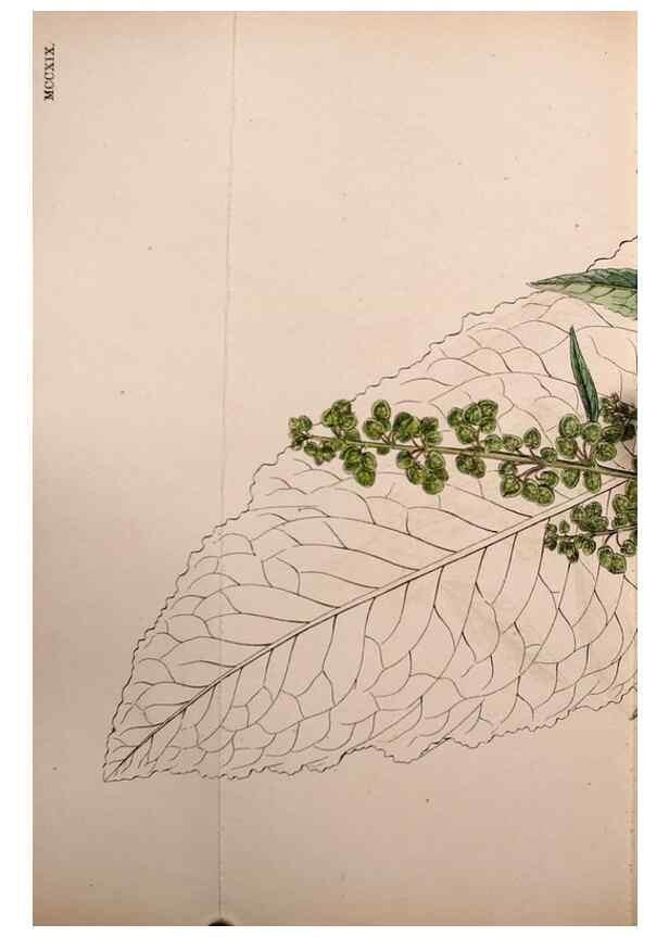 Reproducción/Reproduction 48753911701: English botany, or, Coloured figures of British plants /. London :R. Hardwicke,1863-1886.. 