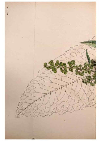 Reproducción/Reproduction 48753911701: English botany, or, Coloured figures of British plants /. London :R. Hardwicke,1863-1886.. 