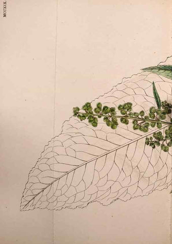 Reproducción/Reproduction 48753911701: English botany, or, Coloured figures of British plants /. London :R. Hardwicke,1863-1886.. 