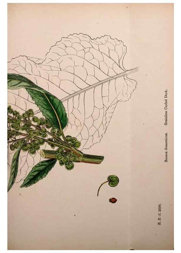 Reproducción/Reproduction 48753911901: English botany, or, Coloured figures of British plants /. London :R. Hardwicke,1863-1886.. 