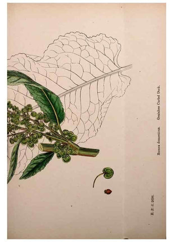 Reproducción/Reproduction 48753911901: English botany, or, Coloured figures of British plants /. London :R. Hardwicke,1863-1886.. 