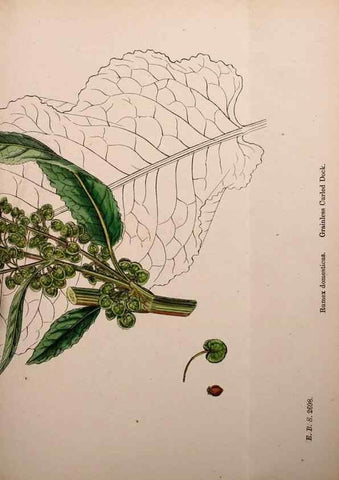 Reproducción/Reproduction 48753911901: English botany, or, Coloured figures of British plants /. London :R. Hardwicke,1863-1886.. 