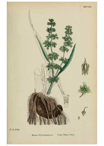 Reproducción/Reproduction 48753912121: English botany, or, Coloured figures of British plants /. London :R. Hardwicke,1863-1886.. 
