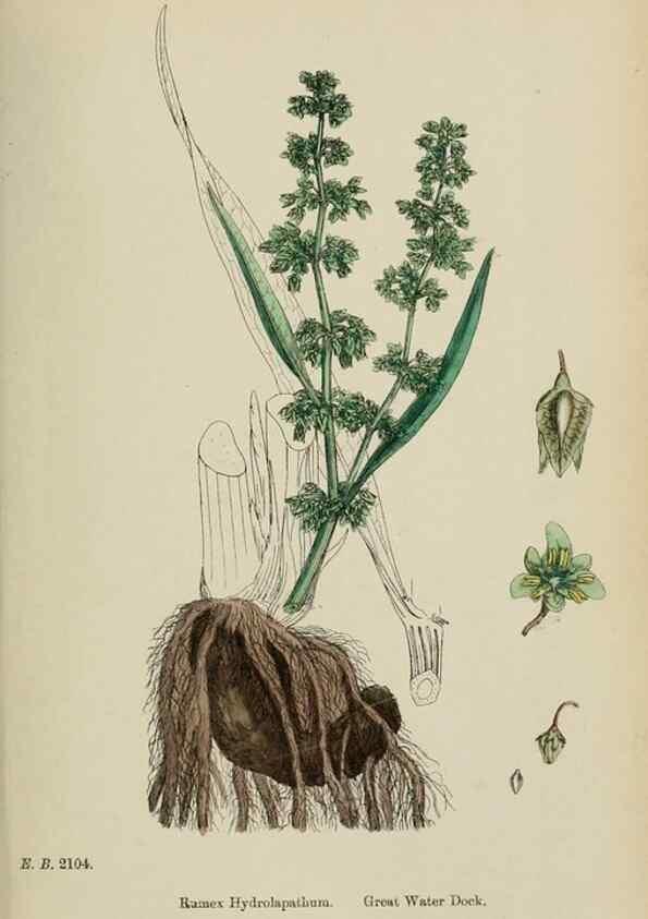 Reproducción/Reproduction 48753912121: English botany, or, Coloured figures of British plants /. London :R. Hardwicke,1863-1886.. 