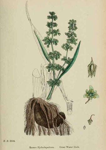 Reproducción/Reproduction 48753912121: English botany, or, Coloured figures of British plants /. London :R. Hardwicke,1863-1886.. 