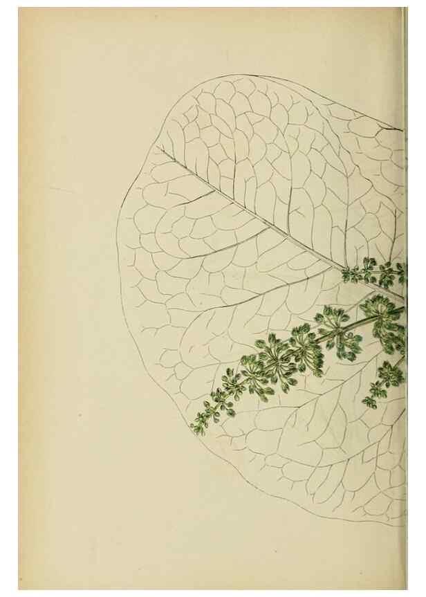Reproducción/Reproduction 48753587808: English botany, or, Coloured figures of British plants /. London :R. Hardwicke,1863-1886.. 