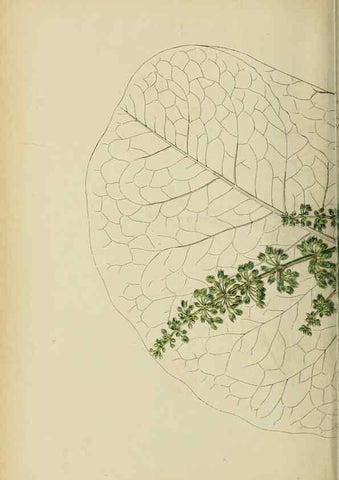 Reproducción/Reproduction 48753587808: English botany, or, Coloured figures of British plants /. London :R. Hardwicke,1863-1886.. 