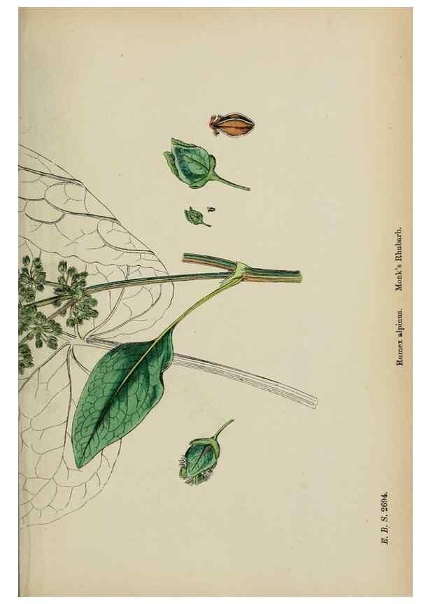 Reproducción/Reproduction 48753912536: English botany, or, Coloured figures of British plants /. London :R. Hardwicke,1863-1886.. 