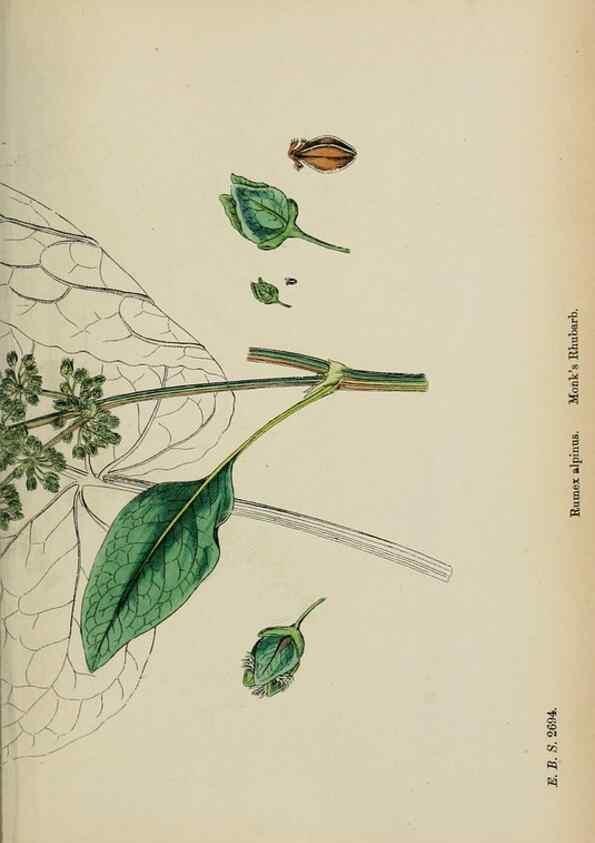 Reproducción/Reproduction 48753912536: English botany, or, Coloured figures of British plants /. London :R. Hardwicke,1863-1886.. 