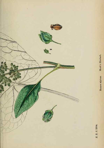Reproducción/Reproduction 48753912536: English botany, or, Coloured figures of British plants /. London :R. Hardwicke,1863-1886.. 