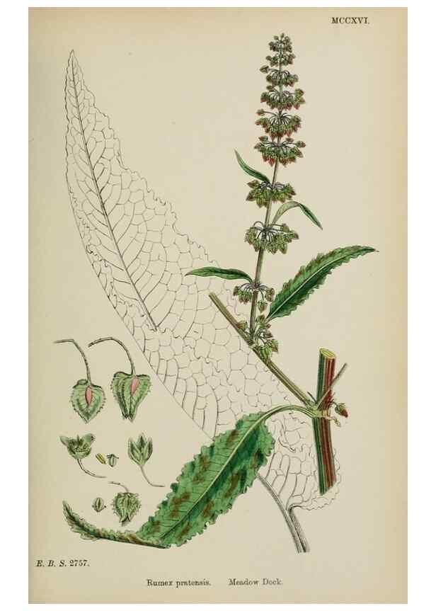 Reproducción/Reproduction 48753910946: English botany, or, Coloured figures of British plants /. London :R. Hardwicke,1863-1886.. 