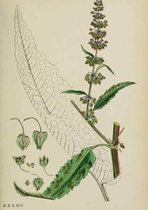 Reproducción/Reproduction 48753910946: English botany, or, Coloured figures of British plants /. London :R. Hardwicke,1863-1886.. 