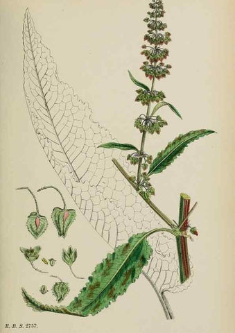 Reproducción/Reproduction 48753910946: English botany, or, Coloured figures of British plants /. London :R. Hardwicke,1863-1886.. 