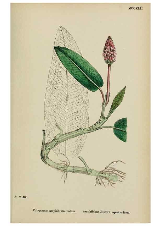 Reproducción/Reproduction 48753600193: English botany, or, Coloured figures of British plants /. London :R. Hardwicke,1863-1886.. 