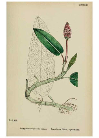 Reproducción/Reproduction 48753600193: English botany, or, Coloured figures of British plants /. London :R. Hardwicke,1863-1886.. 
