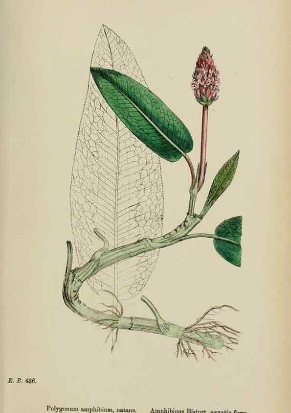 Reproducción/Reproduction 48753600193: English botany, or, Coloured figures of British plants /. London :R. Hardwicke,1863-1886.. 