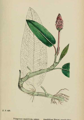 Reproducción/Reproduction 48753600193: English botany, or, Coloured figures of British plants /. London :R. Hardwicke,1863-1886.. 