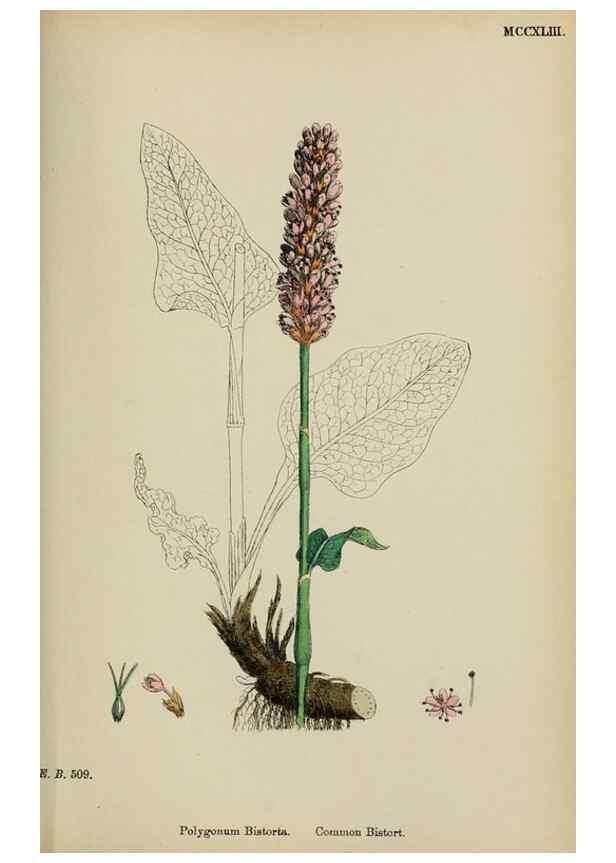 Reproducción/Reproduction 48753924441: English botany, or, Coloured figures of British plants /. London :R. Hardwicke,1863-1886.. 