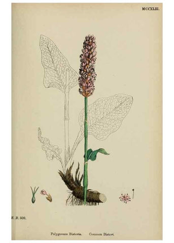 Reproducción/Reproduction 48753924441: English botany, or, Coloured figures of British plants /. London :R. Hardwicke,1863-1886.. 
