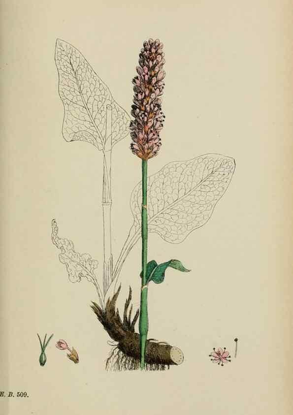 Reproducción/Reproduction 48753924441: English botany, or, Coloured figures of British plants /. London :R. Hardwicke,1863-1886.. 