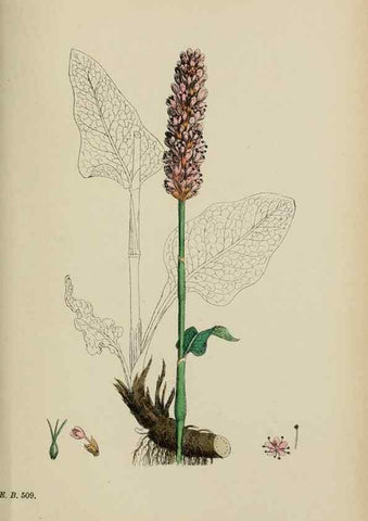 Reproducción/Reproduction 48753924441: English botany, or, Coloured figures of British plants /. London :R. Hardwicke,1863-1886.. 