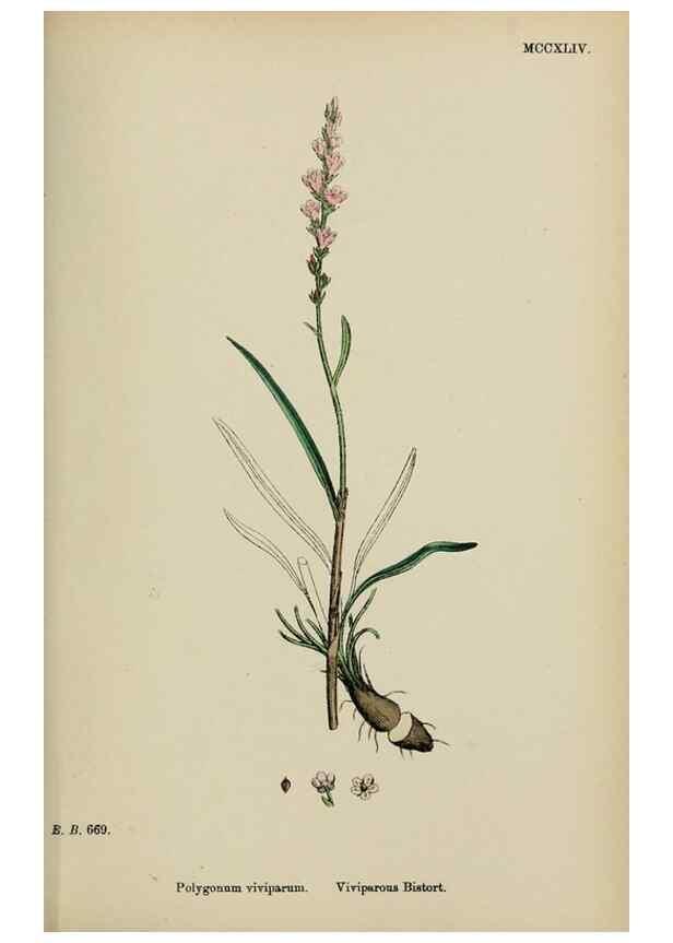 Reproducción/Reproduction 48753600658: English botany, or, Coloured figures of British plants /. London :R. Hardwicke,1863-1886.. 