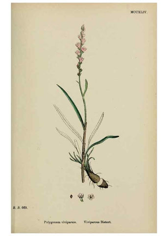 Reproducción/Reproduction 48753600658: English botany, or, Coloured figures of British plants /. London :R. Hardwicke,1863-1886.. 