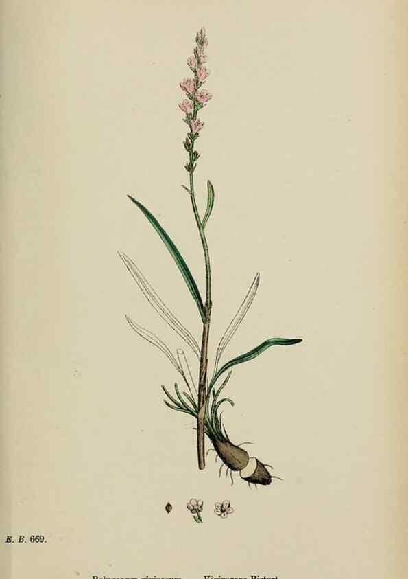 Reproducción/Reproduction 48753600658: English botany, or, Coloured figures of British plants /. London :R. Hardwicke,1863-1886.. 