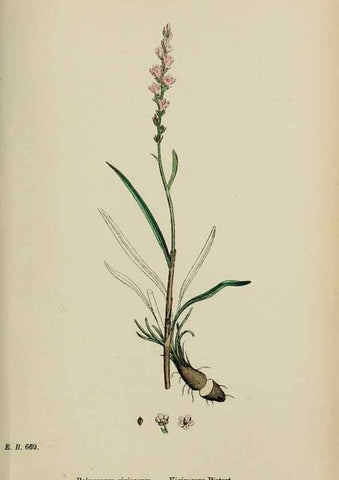 Reproducción/Reproduction 48753600658: English botany, or, Coloured figures of British plants /. London :R. Hardwicke,1863-1886.. 