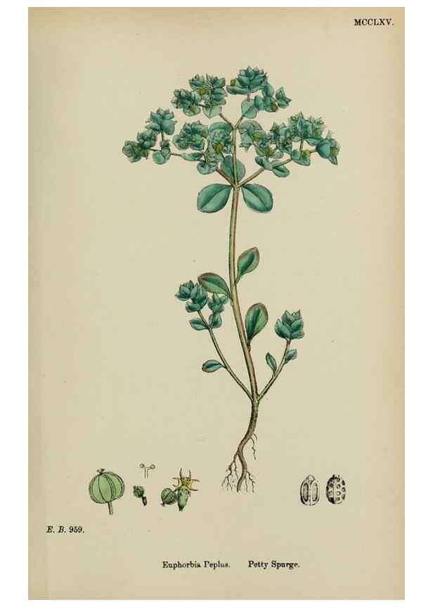 Reproducción/Reproduction 48753930031: English botany, or, Coloured figures of British plants /. London :R. Hardwicke,1863-1886.. 