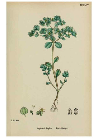 Reproducción/Reproduction 48753930031: English botany, or, Coloured figures of British plants /. London :R. Hardwicke,1863-1886.. 
