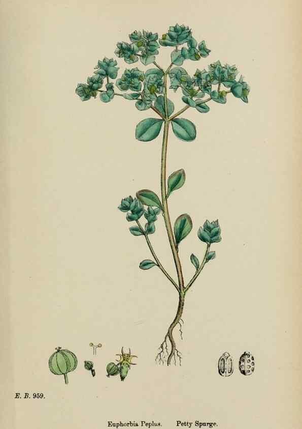 Reproducción/Reproduction 48753930031: English botany, or, Coloured figures of British plants /. London :R. Hardwicke,1863-1886.. 