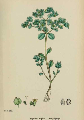Reproducción/Reproduction 48753930031: English botany, or, Coloured figures of British plants /. London :R. Hardwicke,1863-1886.. 