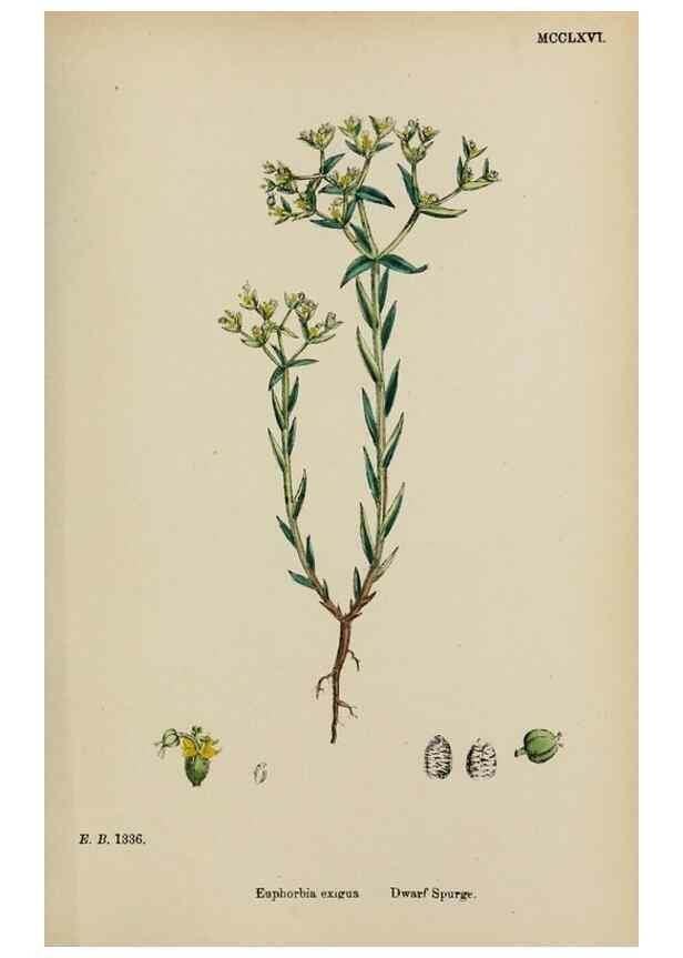 Reproducción/Reproduction 48753605938: English botany, or, Coloured figures of British plants /. London :R. Hardwicke,1863-1886.. 