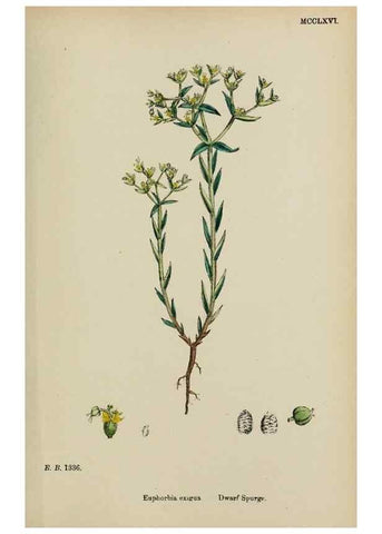Reproducción/Reproduction 48753605938: English botany, or, Coloured figures of British plants /. London :R. Hardwicke,1863-1886.. 